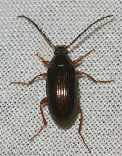 Réf. 181 069 : Gonodera luperus
